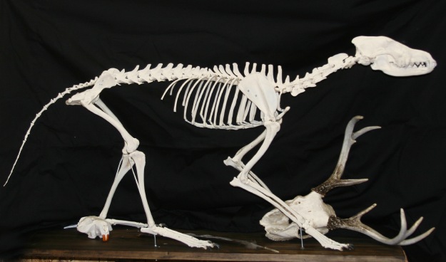 Coyote Skeleton as inspiration