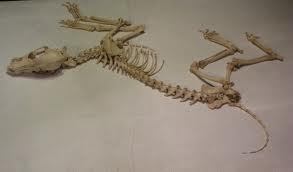 Coyote Skeleton